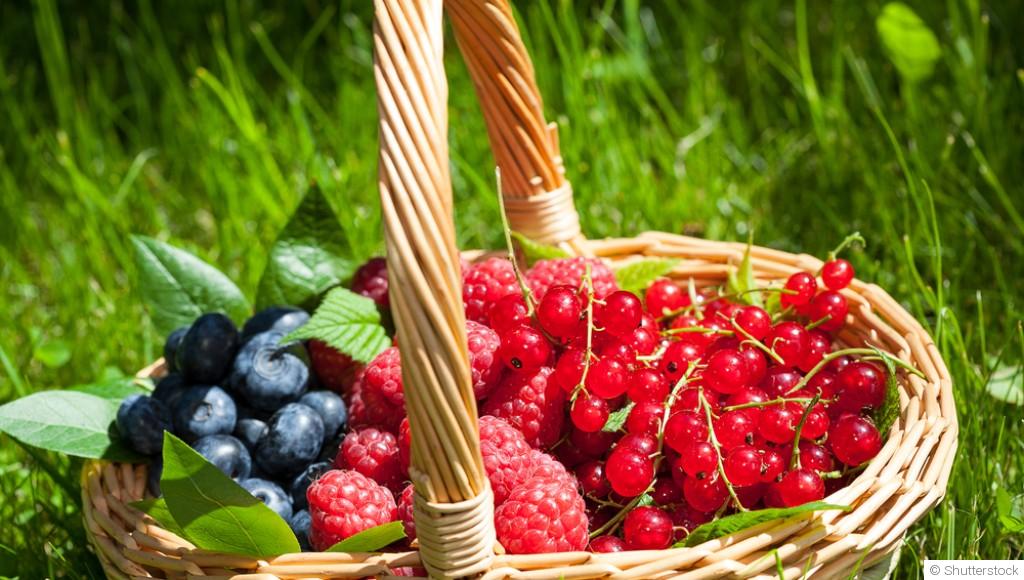 La culture des petits fruits rouges : conseils et entretien