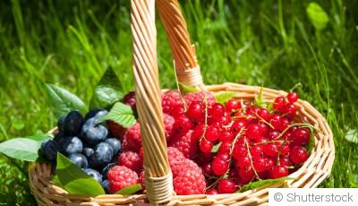 La culture des petits fruits rouges : conseils et entretien