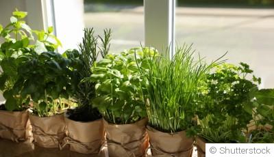 Cultiver des plantes aromatiques en intérieur