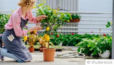 La culture des agrumes en pots : guide pour débutants