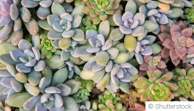 La culture des cactées et plantes succulentes