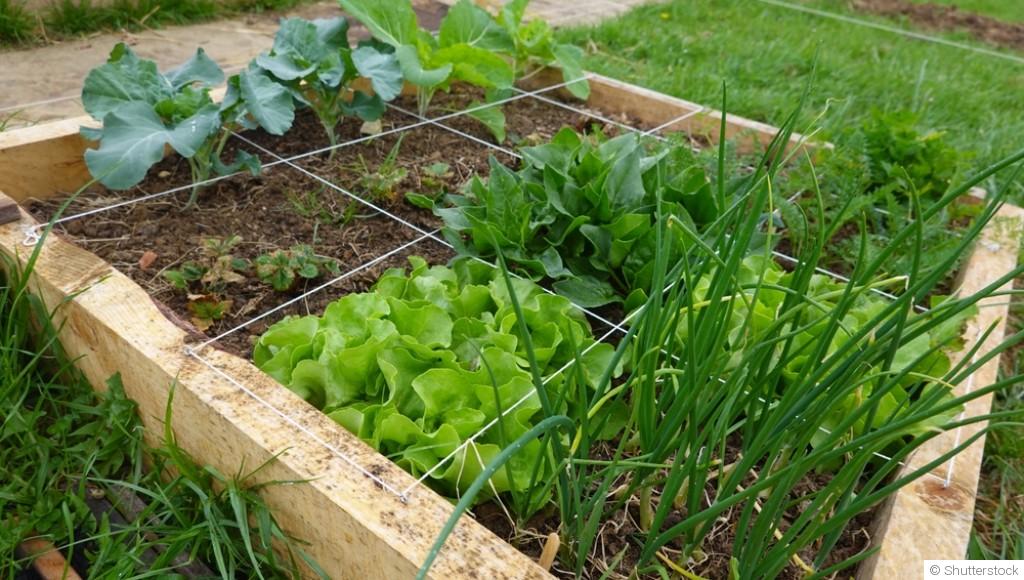 La culture en carrés : une solution pour les petits espaces