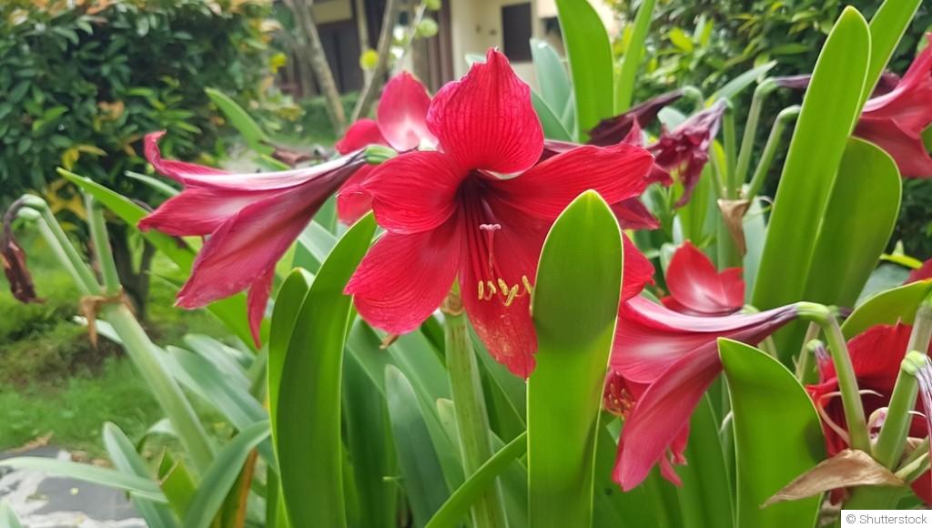 Comment entretenir une amaryllis ?