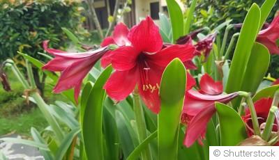 Comment entretenir une amaryllis ?