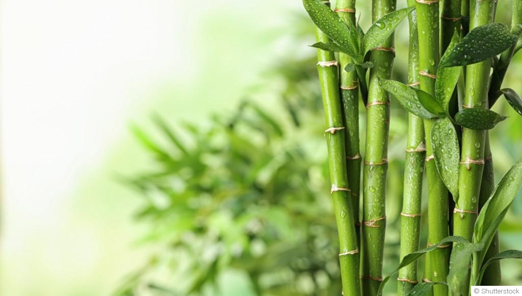Comment entretenir un bambou ?