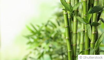 Comment entretenir un bambou ?