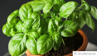 Comment entretenir du basilic en pot ?