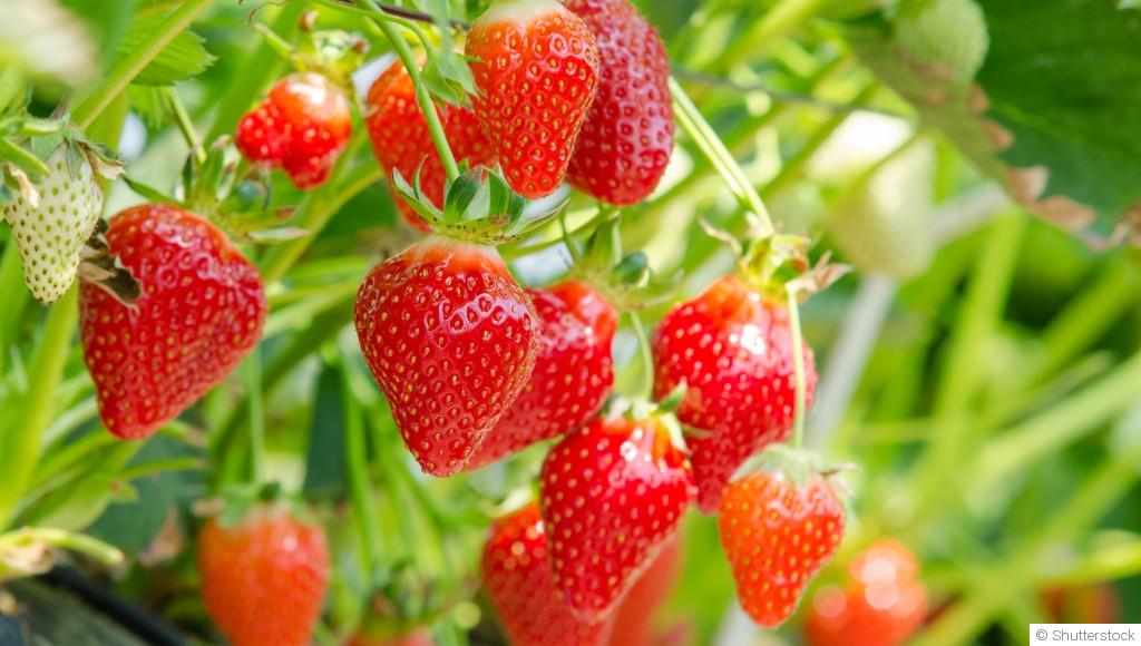 Comment entretenir des fraisiers ?