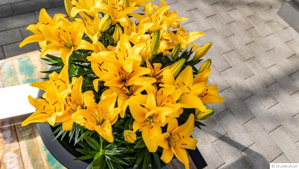 Comment s\'occuper d\'un lys en pot ?