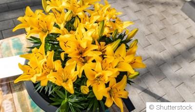 Comment s\'occuper d\'un lys en pot ?