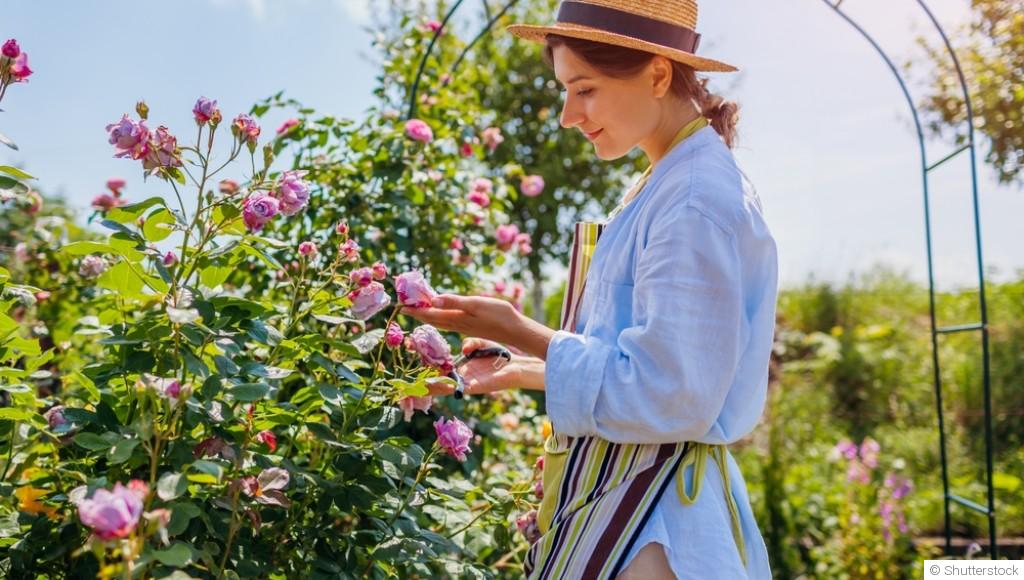 Comment entretenir des rosiers ?