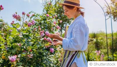 Comment entretenir des rosiers ?
