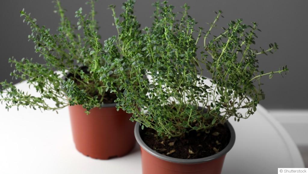 Comment entretenir du thym en pot ?