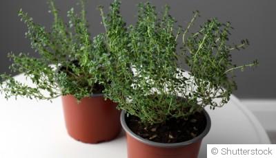 Comment entretenir du thym en pot ?
