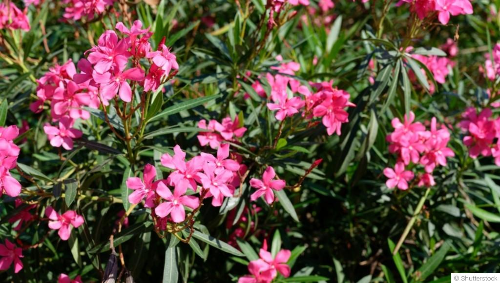 Les plantes toxiques : comment les reconnaître et les éviter ?