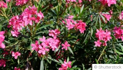 Les plantes toxiques : comment les reconnaître et les éviter ?