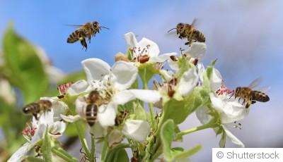 La pollinisation : comprendre son importance et favoriser les pollinisateurs