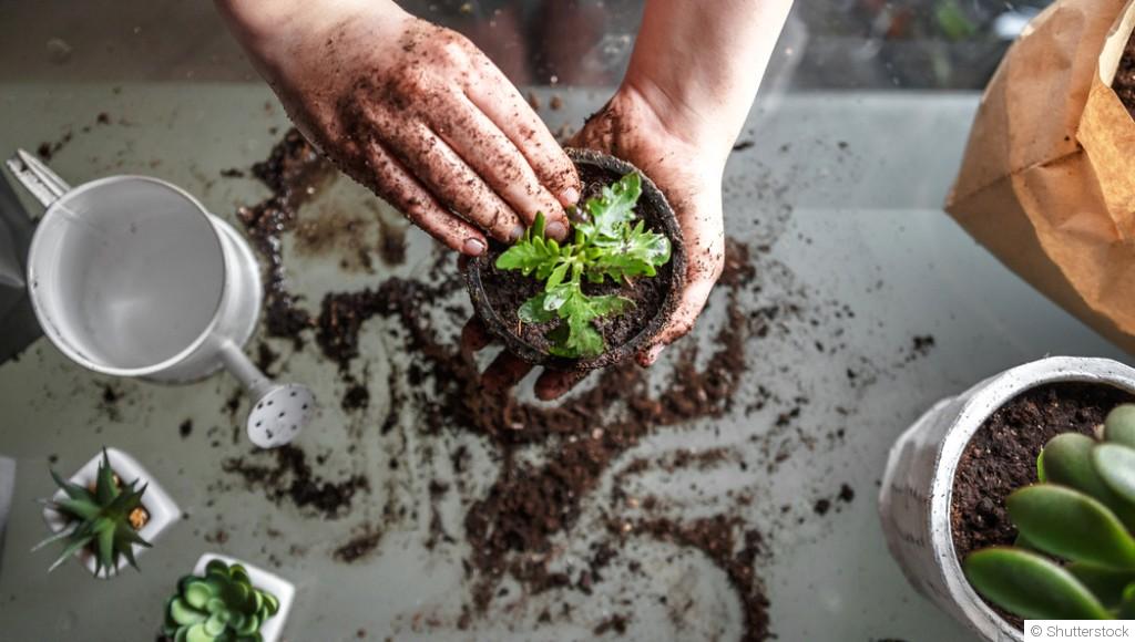 Le jardinage en pots : avantages, inconvénients et conseils