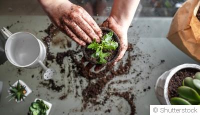 Le jardinage en pots : avantages, inconvénients et conseils