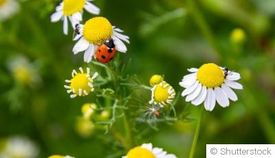 Comment lutter naturellement contre les parasites du jardin ?