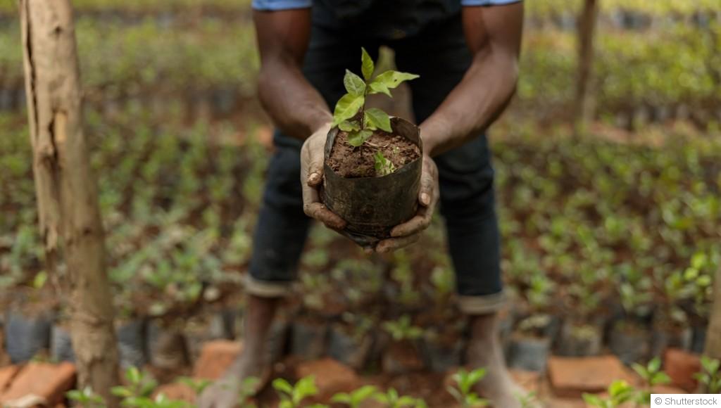 La multiplication des plantes : bouturage, division, marcottage