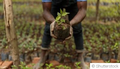 La multiplication des plantes : bouturage, division, marcottage
