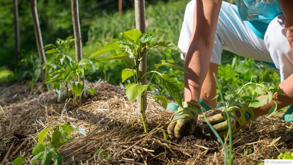 Les principes de la permaculture pour un jardin durable
