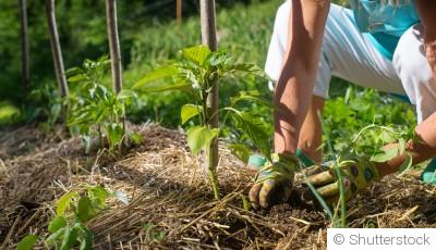 Les principes de la permaculture pour un jardin durable
