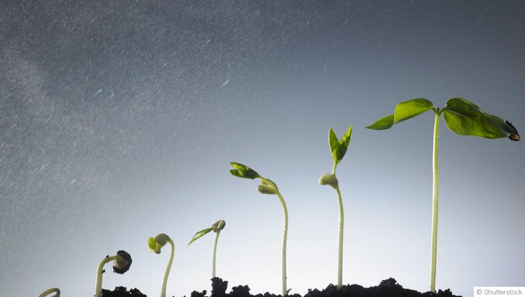 Planter selon les phases de la lune : mythe ou réalité ?