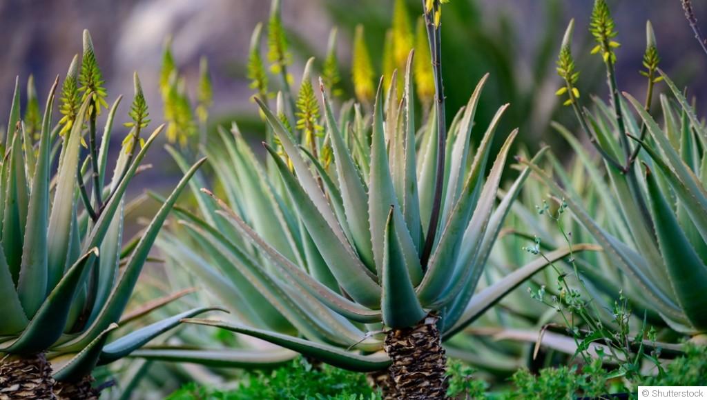 Les plantes dépolluantes pour l\'intérieur de la maison