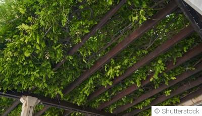 Introduire des plantes grimpantes dans l\'aménagement de son jardin