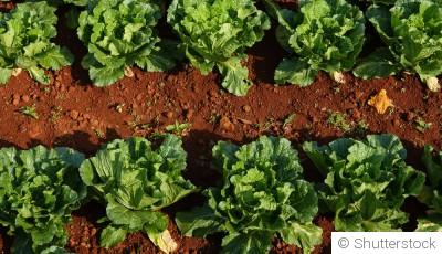 L\'importance de la rotation des cultures au potager