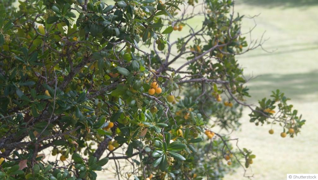 Taille des arbres fruitiers : quand et comment ?