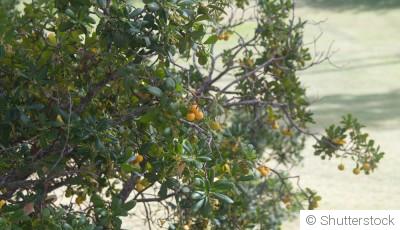 Taille des arbres fruitiers : quand et comment ?