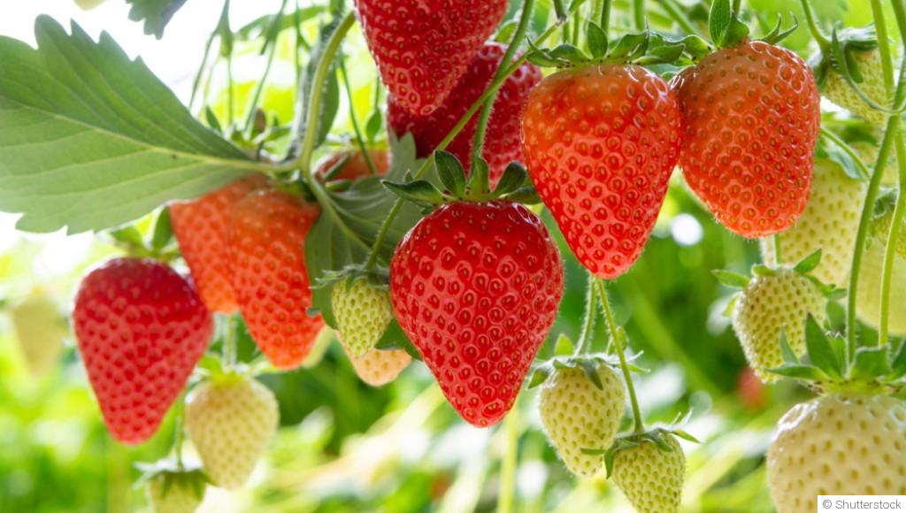 Quand et comment tailler les fraisiers ?