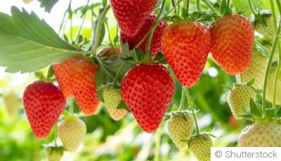 Quand et comment tailler les fraisiers ?