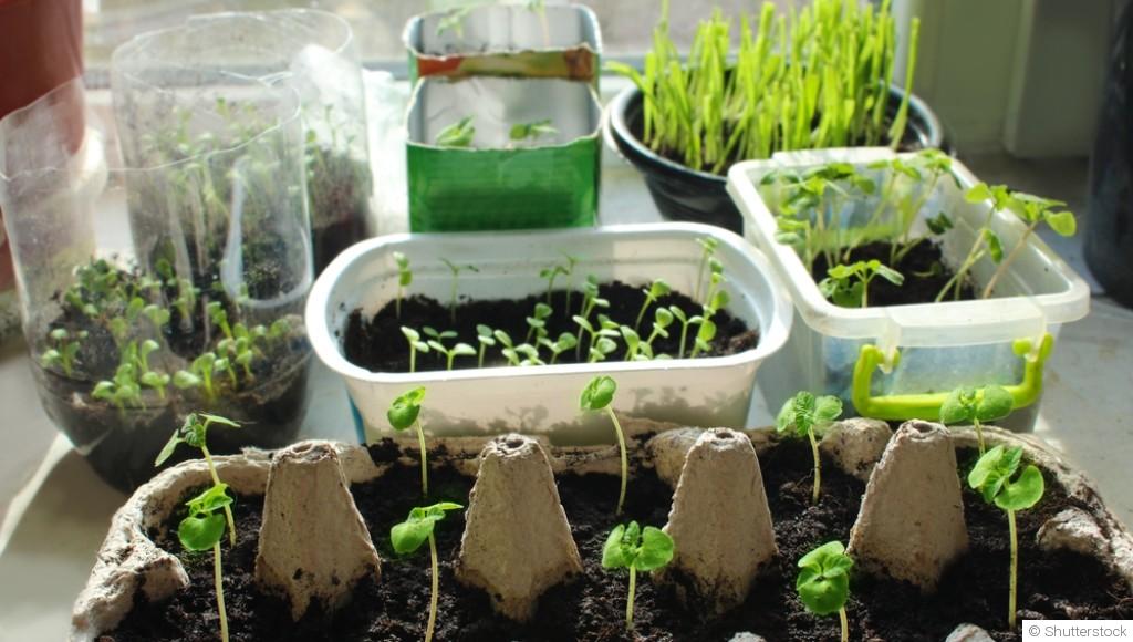 Techniques pour faire ses propres semis à la maison
