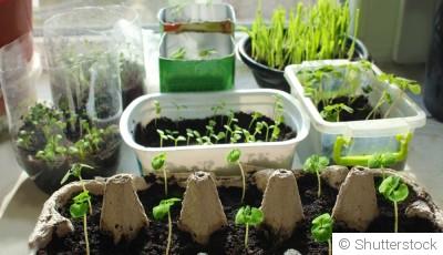 Techniques pour faire ses propres semis à la maison