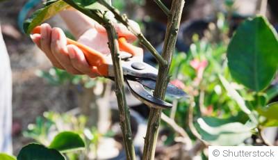 Techniques d\'élagage pour arbres et arbustes