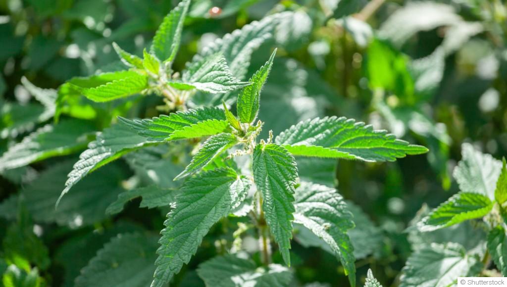 L\'utilisation du purin d\'ortie et autres décoctions au jardin