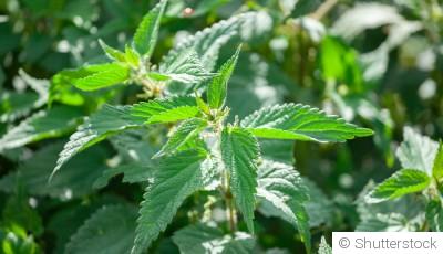 L\'utilisation du purin d\'ortie et autres décoctions au jardin