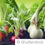 Les légumes qui poussent facilement malgré la chaleur