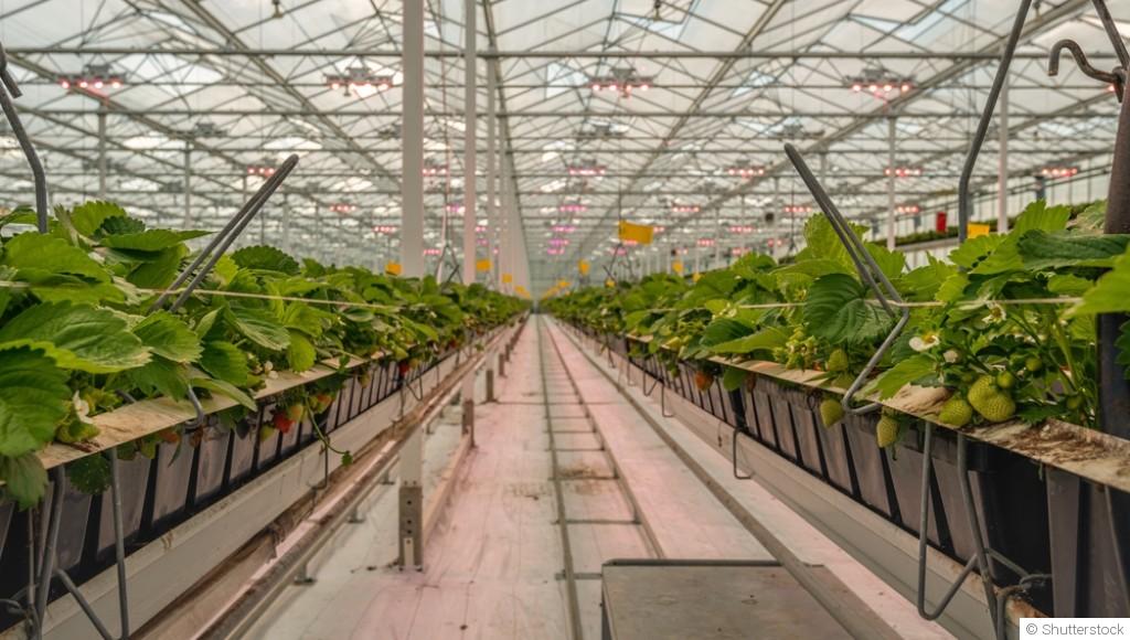 Ces fruits qui repoussent à l\'infini