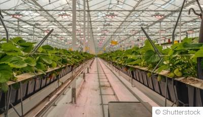 Ces fruits qui repoussent à l\'infini