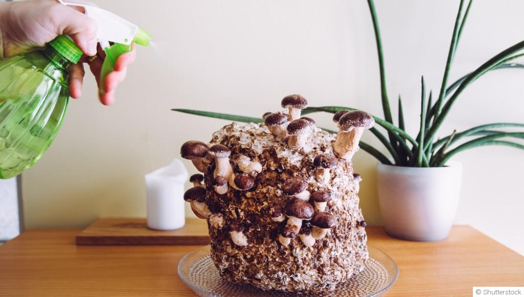 Cultiver des champignons à la maison en hiver