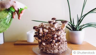 Cultiver des champignons à la maison en hiver