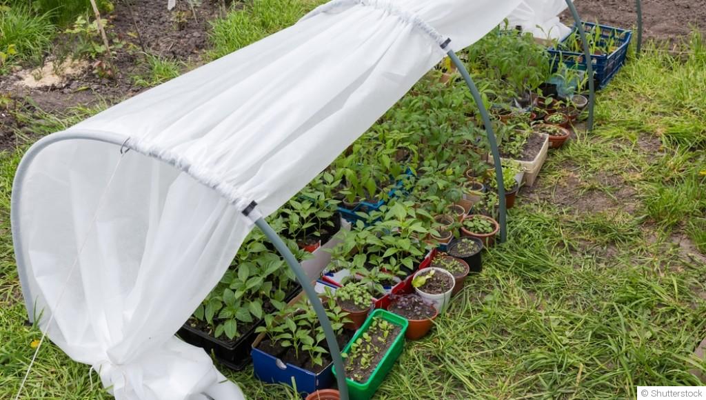 La culture sous tunnel froid : avantages et mise en place