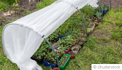 La culture sous tunnel froid : avantages et mise en place