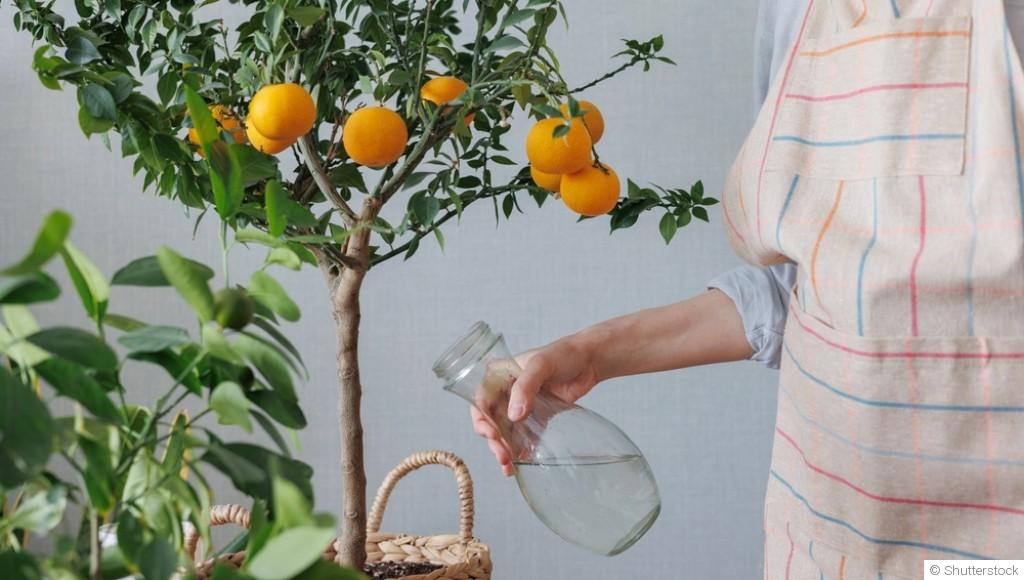 Faire pousser des agrumes en hiver : astuces et variétés