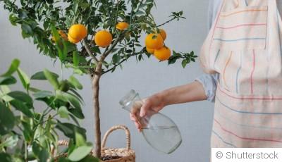 Faire pousser des agrumes en hiver : astuces et variétés